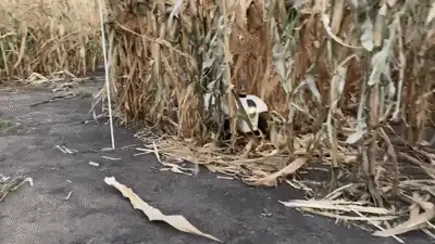 The robot pushing through dense corn stalks and residue that heavily occlude its camera.